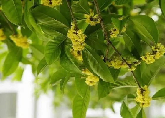 开花时间|桂花树什么时候开花 一年四季开花吗