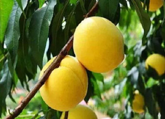 果实保存|黄桃的储存方法