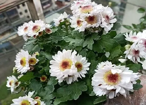 摆放常识|面馆适合放什么植物