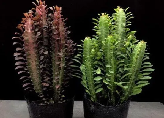 植物百科|跟龙骨花很像的植物