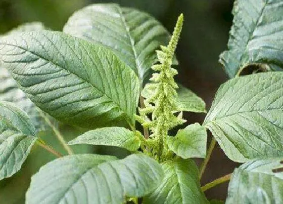 植物播种|苋菜什么时候播种