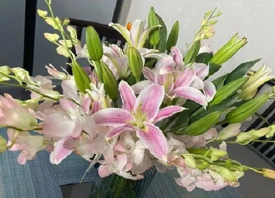 植物种类|百合花是草本还是木本