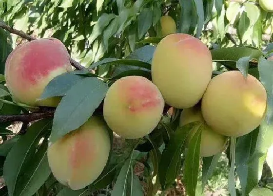 果实保存|黄桃的储存方法