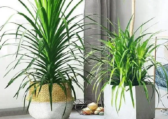 冬天植物|龙须树耐冻吗