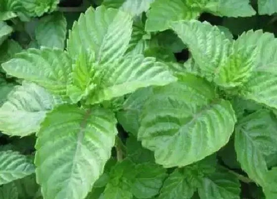 植物百科|烧仙草是什么草