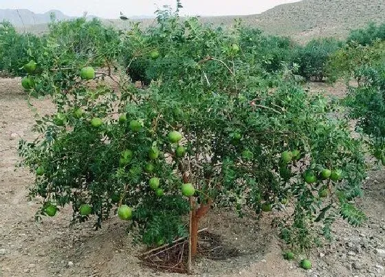 种植管理|文冠果几年结果实