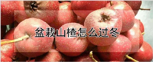 盆栽山楂怎么过冬 | 农业科普