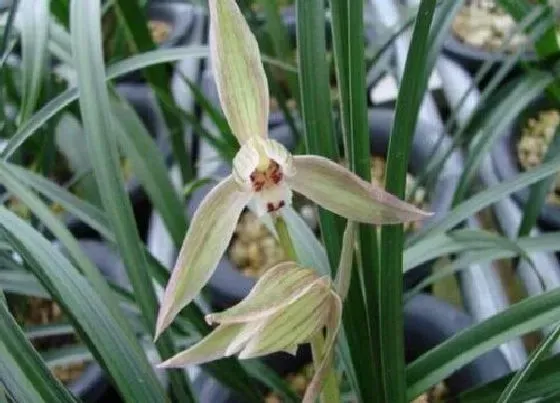 植物种类|最经典的春剑品种 春剑色花最好的品种