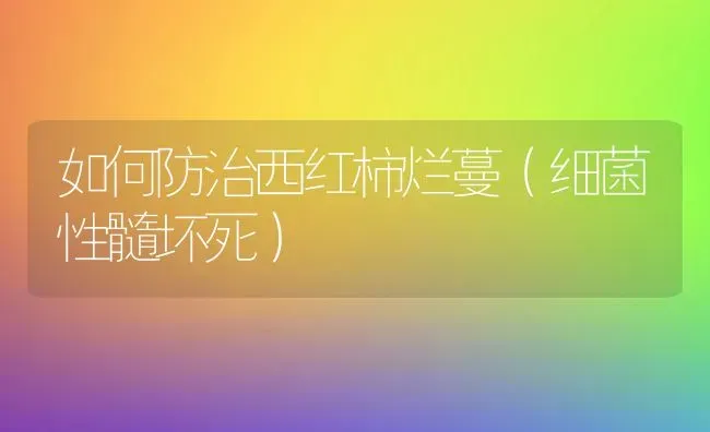 如何防治西红柿烂蔓（细菌性髓坏死） | 蔬菜种植
