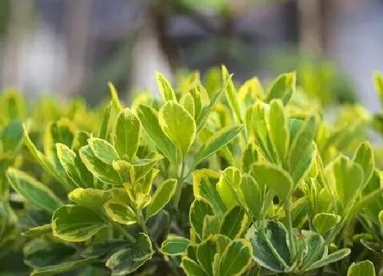 生长环境|黄杨生长环境条件及特点