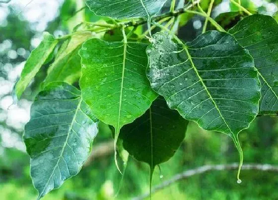 植物百科|菩提树又叫什么树