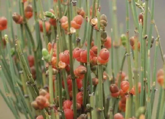 植物百科|麻黄属于什么植物类型