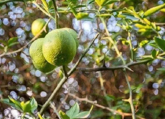 植物种类|枳树是什么树 属于芸香科植物