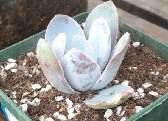 植物繁殖|多肉广寒宫怎么繁殖方法和注意事项