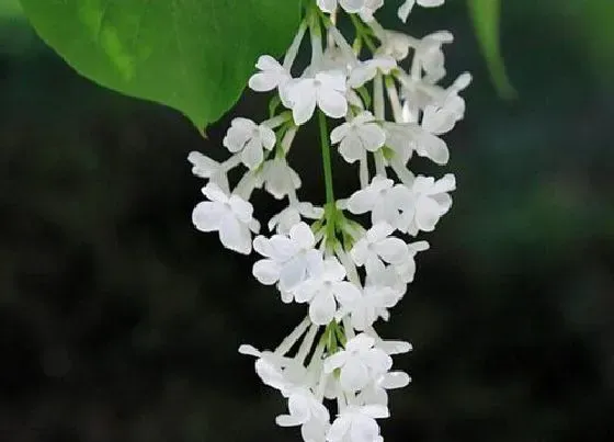 开花时间|白丁香花一年开几次花