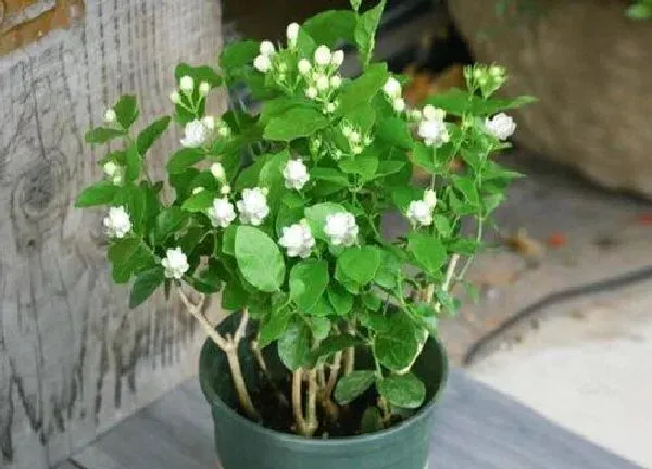 养殖方法|虎头茉莉怎么养殖方法