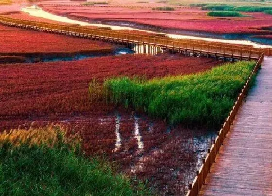 植物百科|红海滩草是什么草