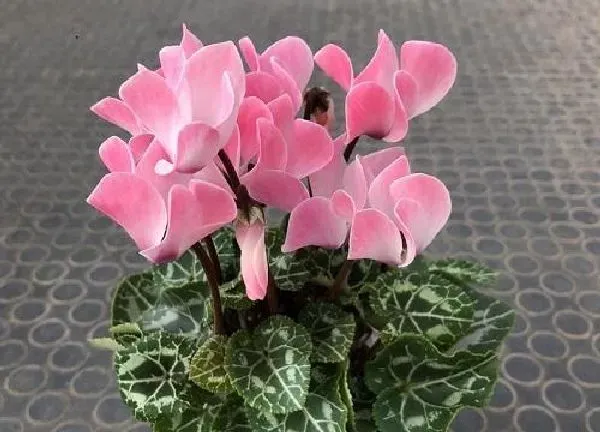 植物移栽|仙客来什么时候换盆好