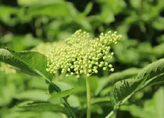 植物种类|灌木是木本植物吗