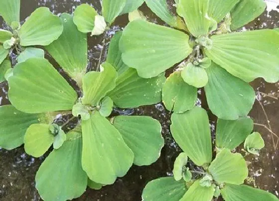 冬天植物|水芙蓉怎么过冬天 越冬养殖方法