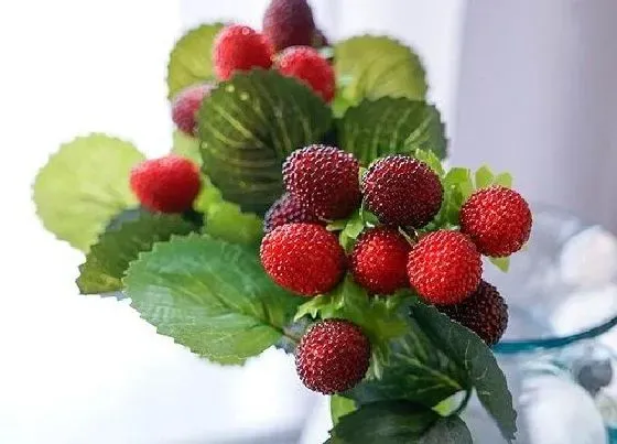 植物产地|覆盆子哪里产的最好