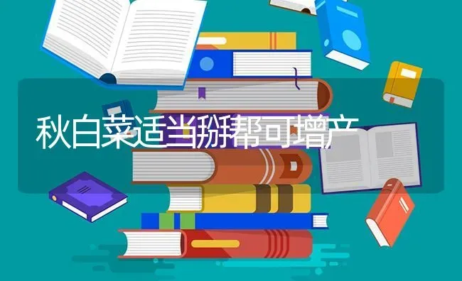 秋白菜适当掰帮可增产 | 蔬菜种植