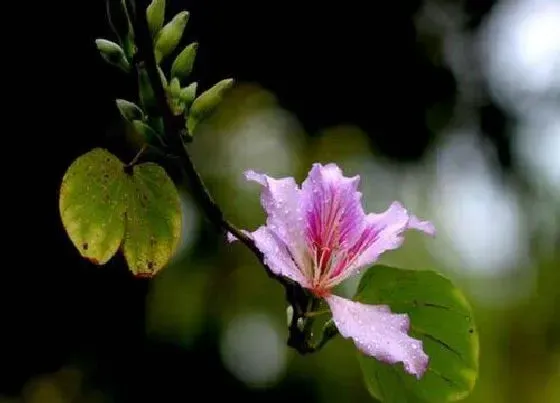 花卉百科|柳州的市花是什么花 洋紫荆的象征与寓意