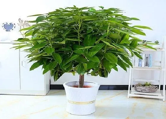 植物百科|平安树能不能晒太阳