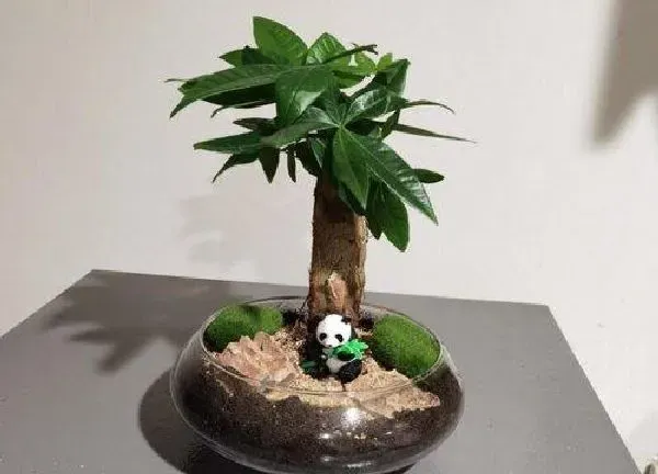 养殖科普|发财树喜阴还是喜阳光的植物