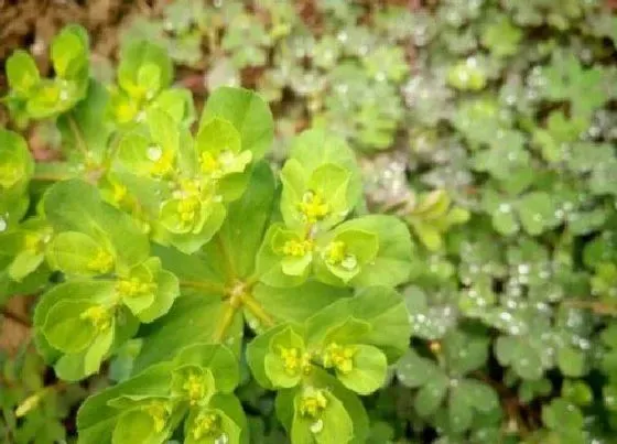 植物百科|猫眼草生长在什么地方