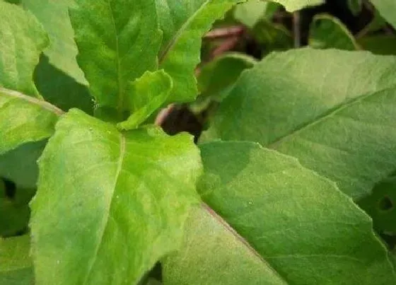 植物百科|片仔癀是什么植物