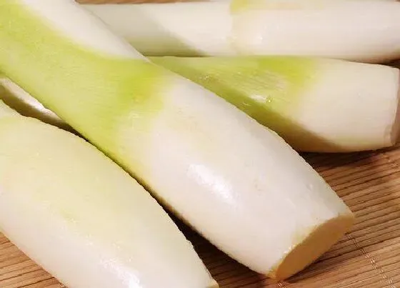 功效常识|茭白的功效与作用及食用方法