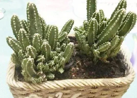 植物百科|万重山会开花吗 开花花语与寓意