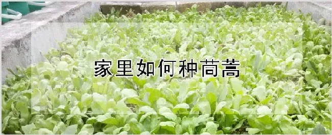 家里如何种茼蒿 | 种植技术