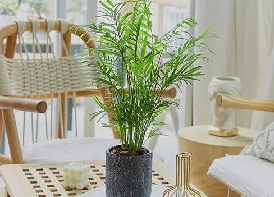 植物寓意|凤尾竹的风水寓意和摆放位置