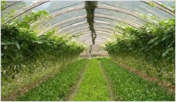 大棚重茬种植的危害及防治方法 | 植物病害