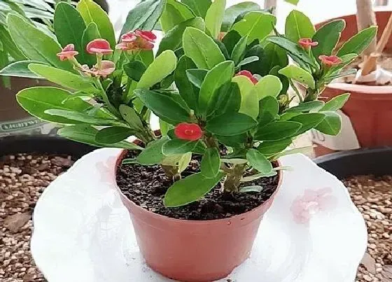 开花时间|刺梅一年开几次花