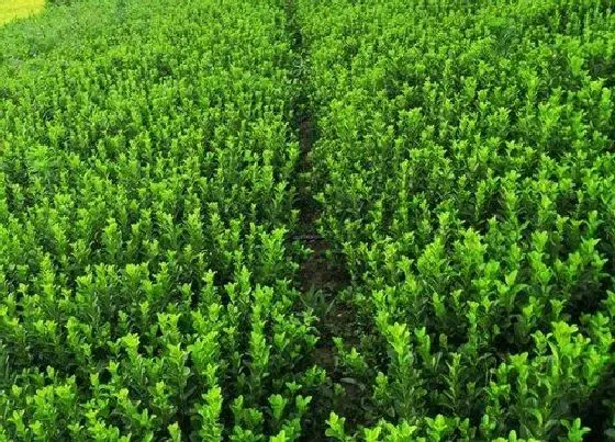 植物种类|卫矛是是乔木还是灌木植物