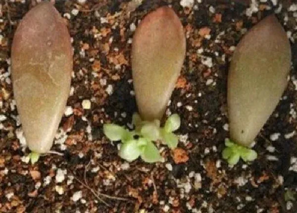 植物扦插|胧月叶插多久发芽
