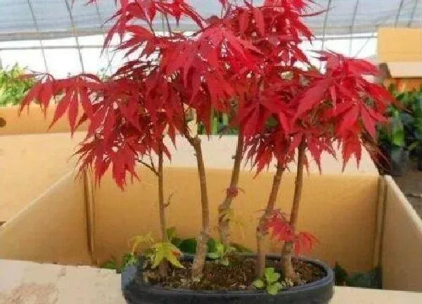 养殖科普|红枫喜水吗 属于喜水植物吗