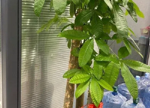 养殖科普|发财树喜阴还是喜阳光的植物