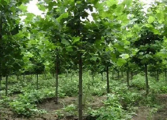 植物施肥|法桐树施什么肥最好