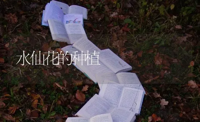 水仙花的种植 | 植物种植百科