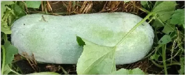 怎样使冬瓜籽快速发芽 | 种植技术