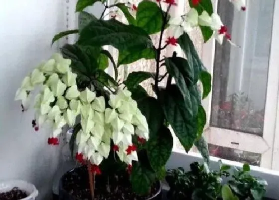 植物修剪|龙吐珠花怎么剪枝 修剪方法与步骤