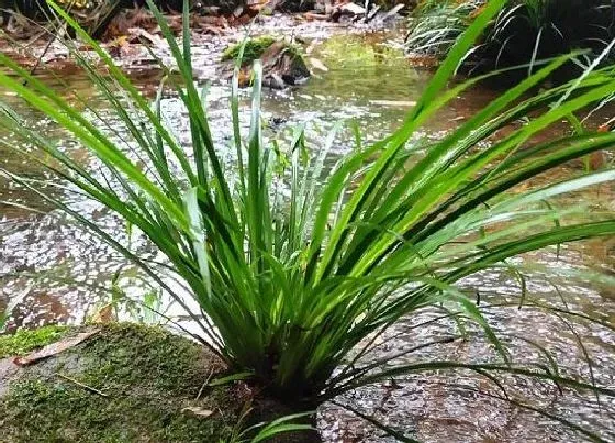 植物百科|石菖蒲有种子吗