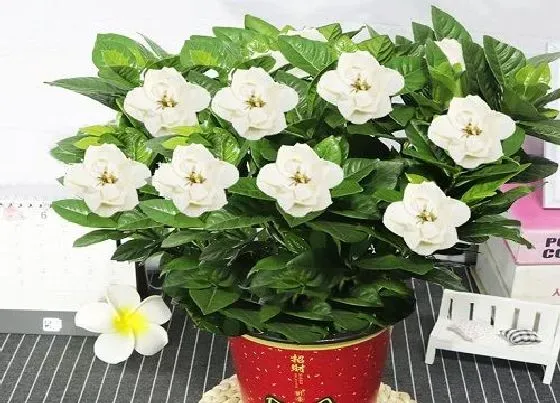 开花时间|四季桅一年开几次花