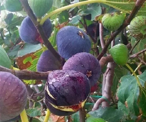 果实成熟|无花果什么时候成熟季节 成熟月份与采摘时间