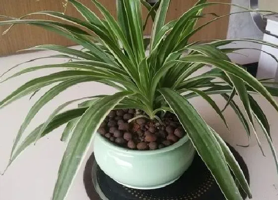 摆放常识|寝室里面适合放什么植物