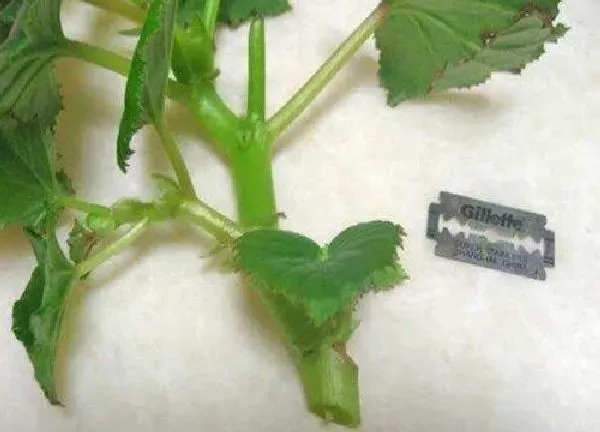 植物扦插|木槿花可以扦插吗